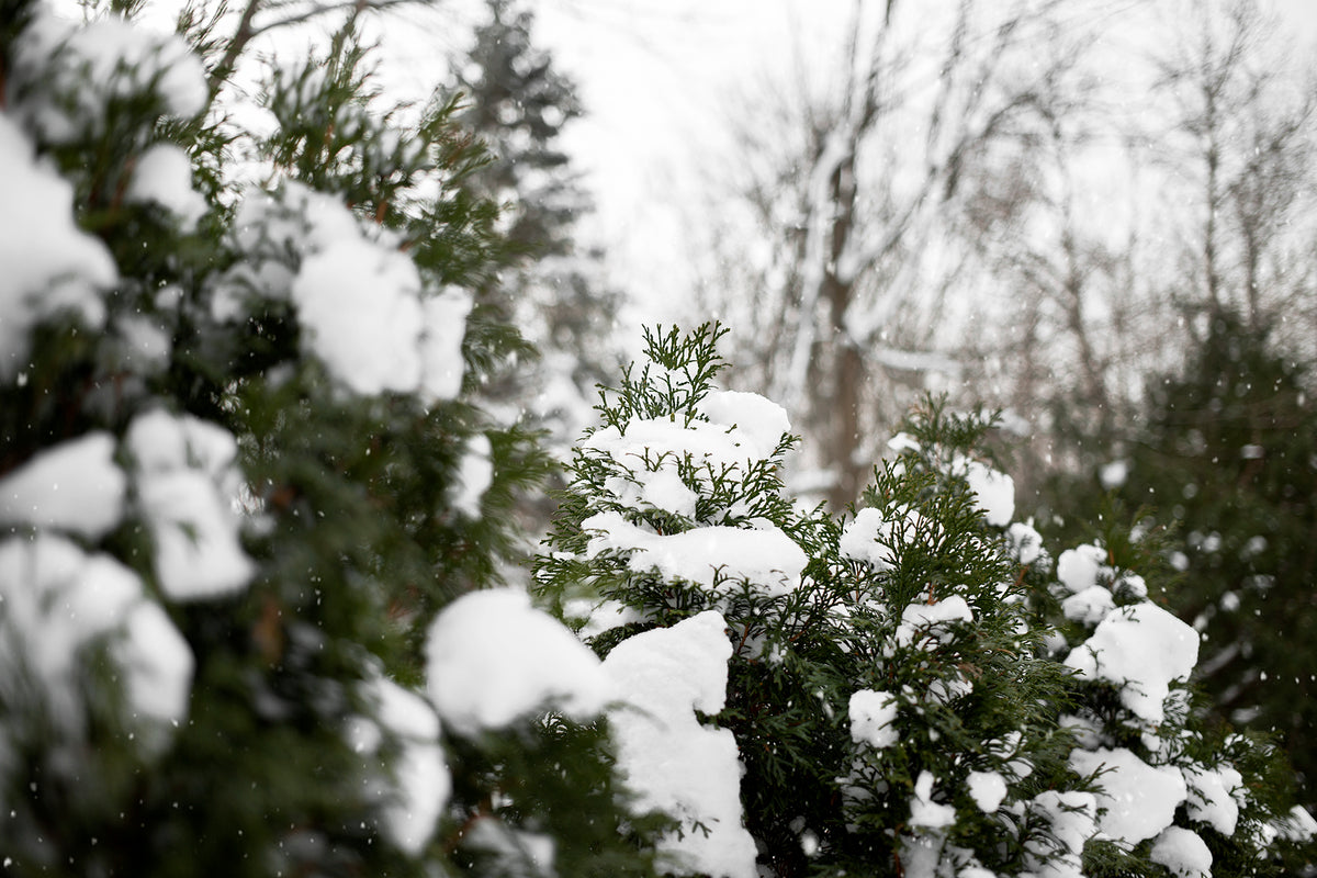 A pine in a deep winter forest